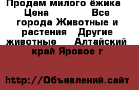 Продам милого ёжика › Цена ­ 10 000 - Все города Животные и растения » Другие животные   . Алтайский край,Яровое г.